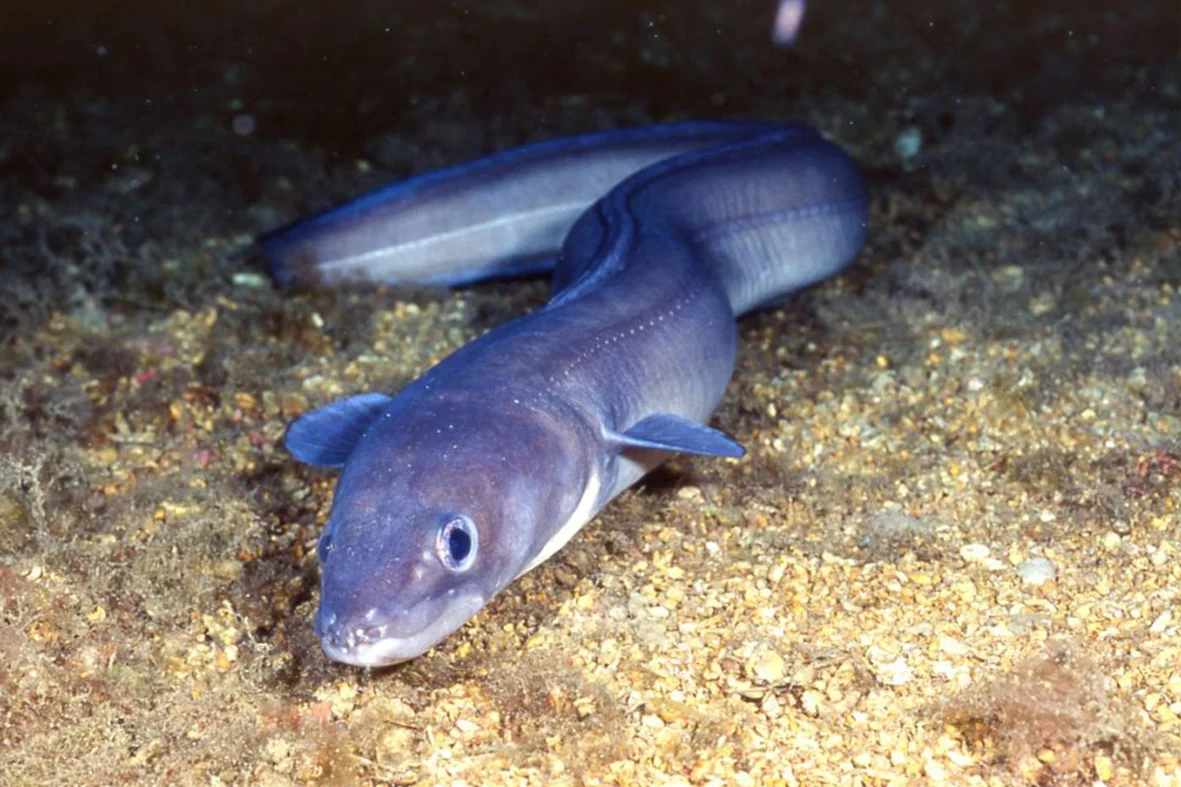 sortie peche au congre avec un guide sur le bassin arcachon ou au cap ferret