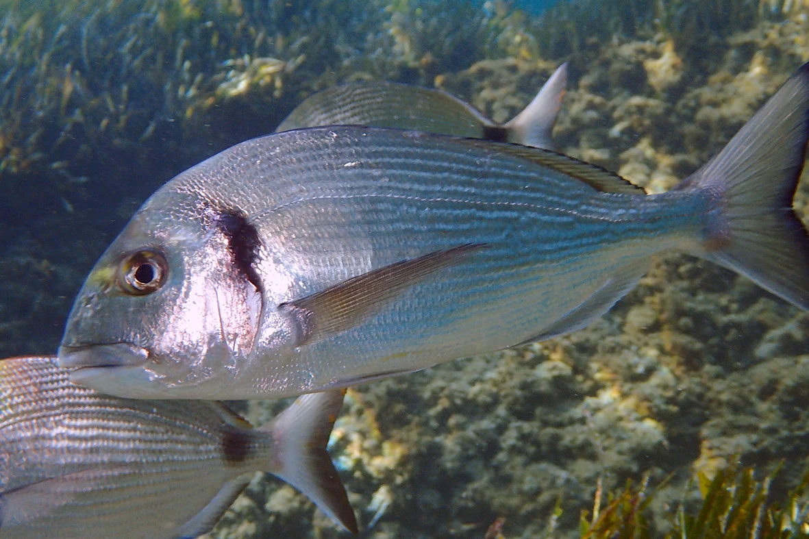 sortie peche a la daurade royale avec un guide sur le bassin arcachon ou au cap ferret