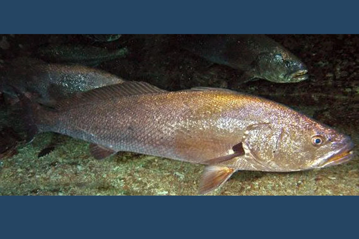 sortie peche au maigre avec un guide sur le bassin arcachon ou au cap ferret