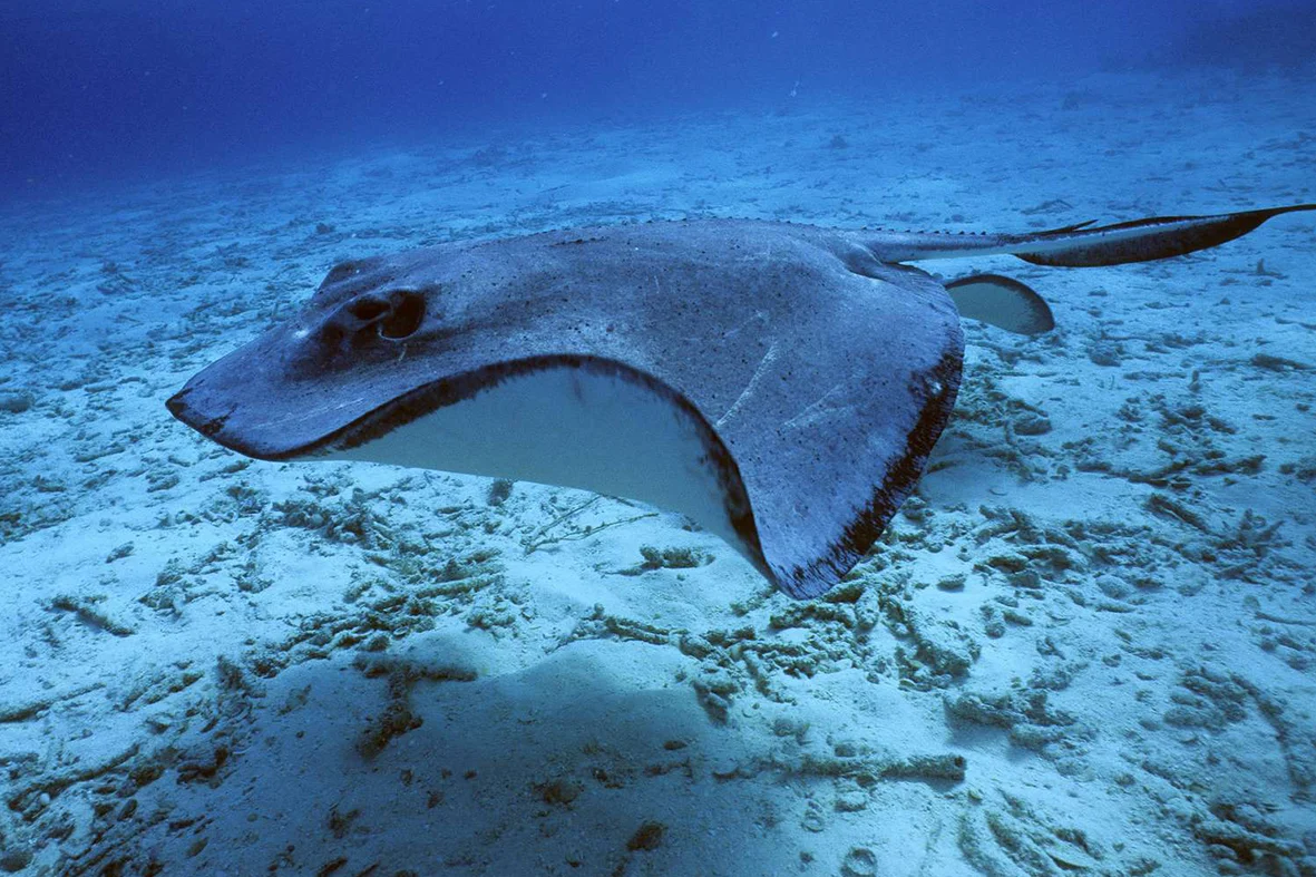 sortie peche a la raie avec un guide sur le bassin arcachon ou au cap ferret